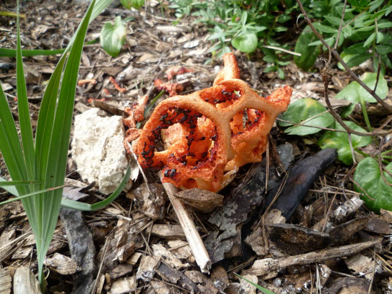Clathrus ruber by Brian Murray